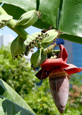 Musa Praying Hands banana